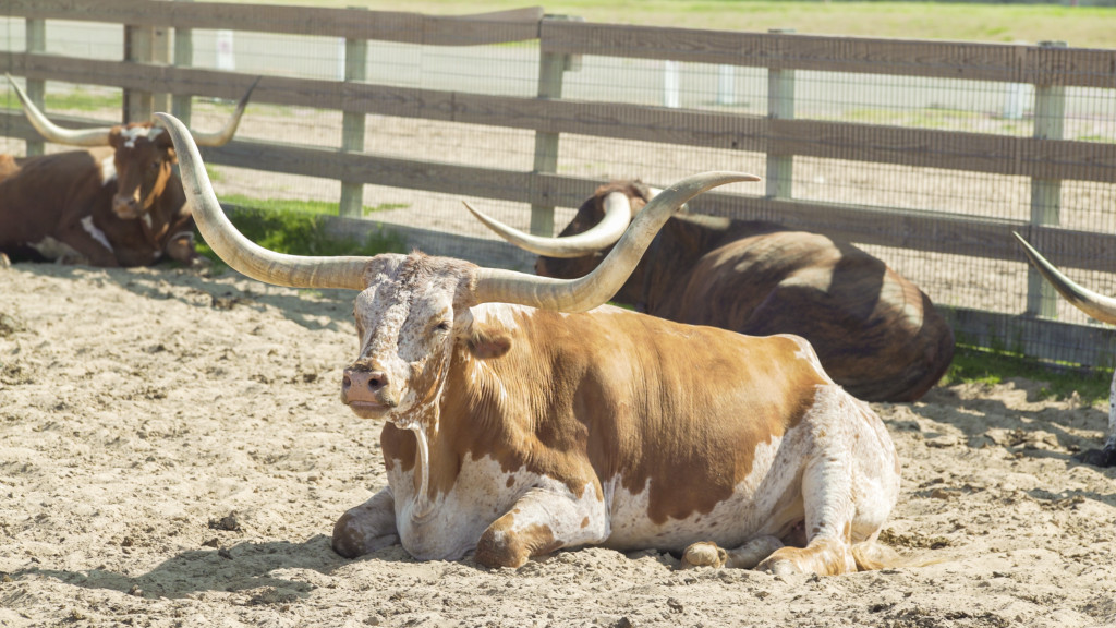 Longhorn.jpg
